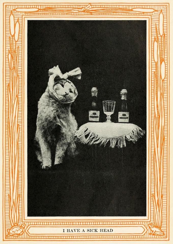 PublicDomainRev's tweet photo. This 1911 book shows that taking photos of cats and furnishing them with an amusing caption is far from being a phenomenon born with the internet... https://t.co/m1cyMSYukQ #InternationalCatDay https://t.co/FWfQOFrQrg
