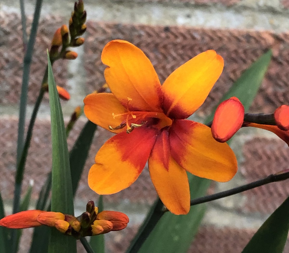 Crocosmia Bright Eyes