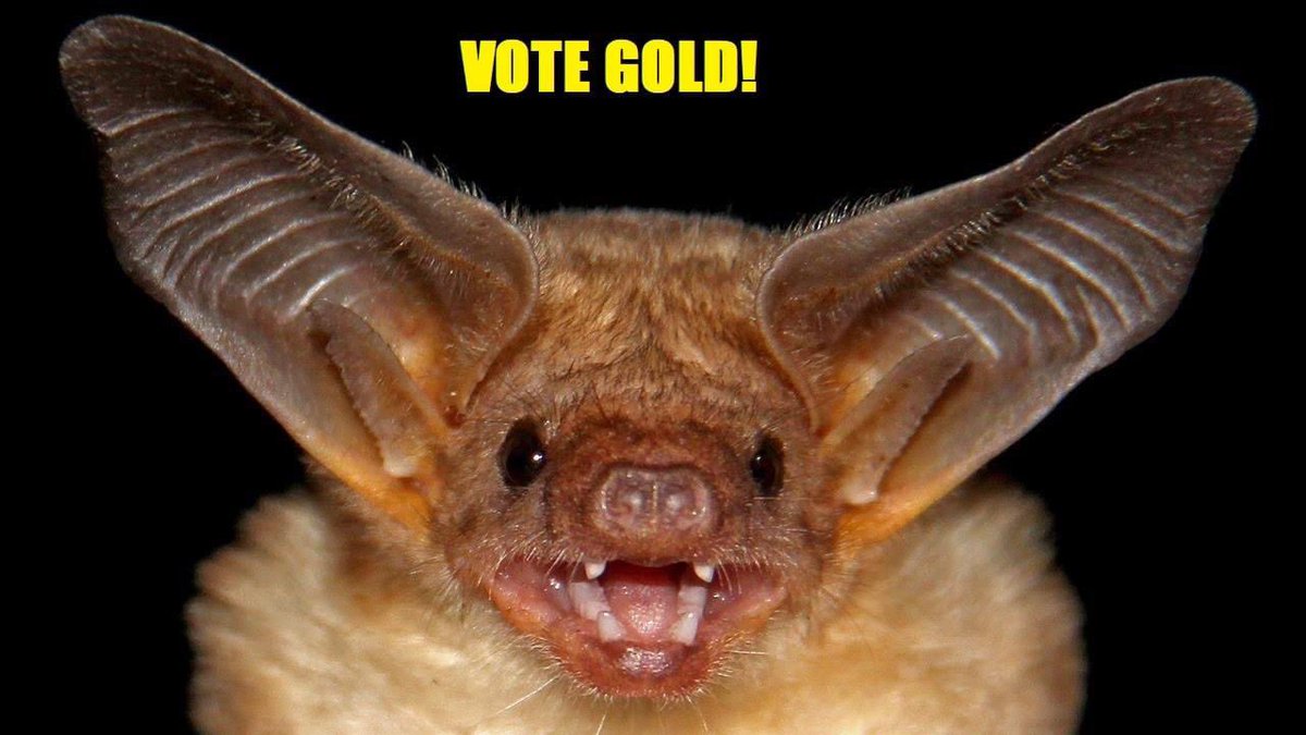Spike Cohen On Twitter The Bat That Bit Jo Jorgensen Says Letherspeak Jorgensen4potus Votegold