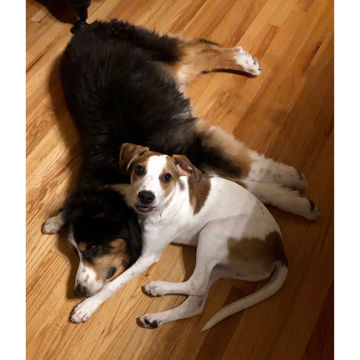 SaraRempelos's tweet photo. @OfficialNadi This is Travis (Aussie) &amp; Tucker (Hound mix). They love each other so much. It's pretty great. https://t.co/yib0rBcC3b