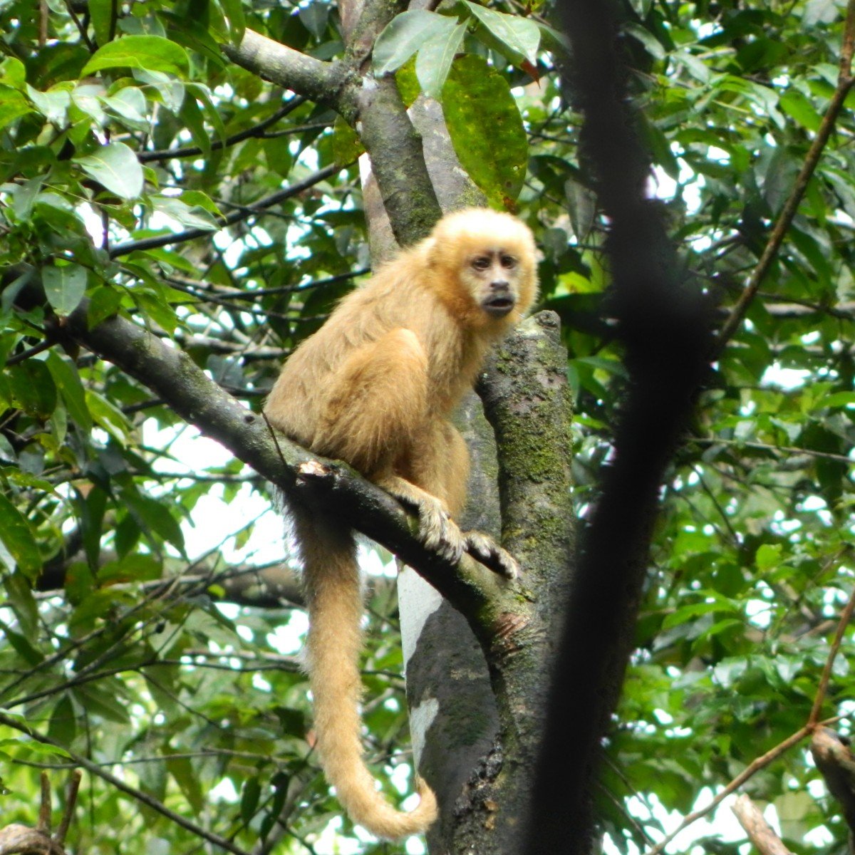 Macaco-prego-galego, Sapajus flavius, pertencente ao grupo de