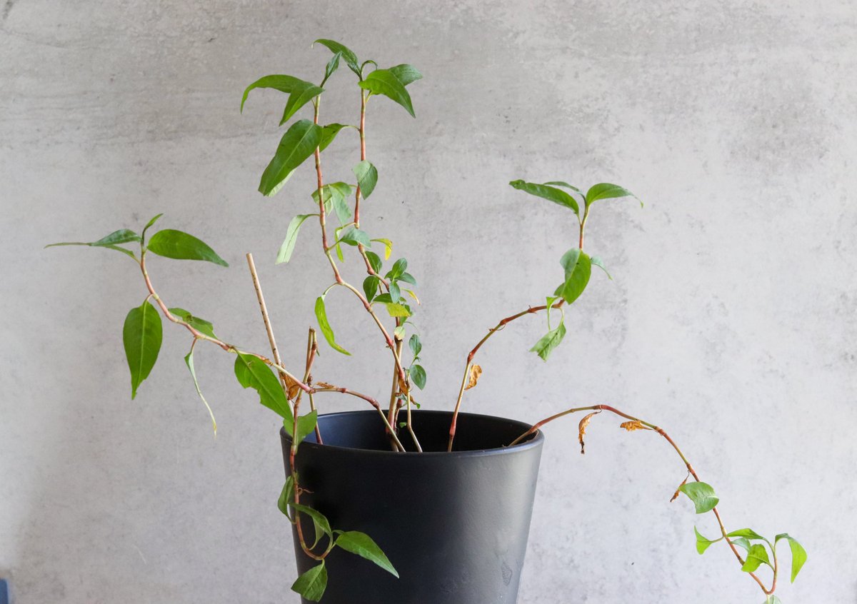 What are these leaves called?

They are used in Southeast Asia cooking. I am still trying to nurse them back to health from shipping trauma.

<a href="/heymeru/">MERU.</a>