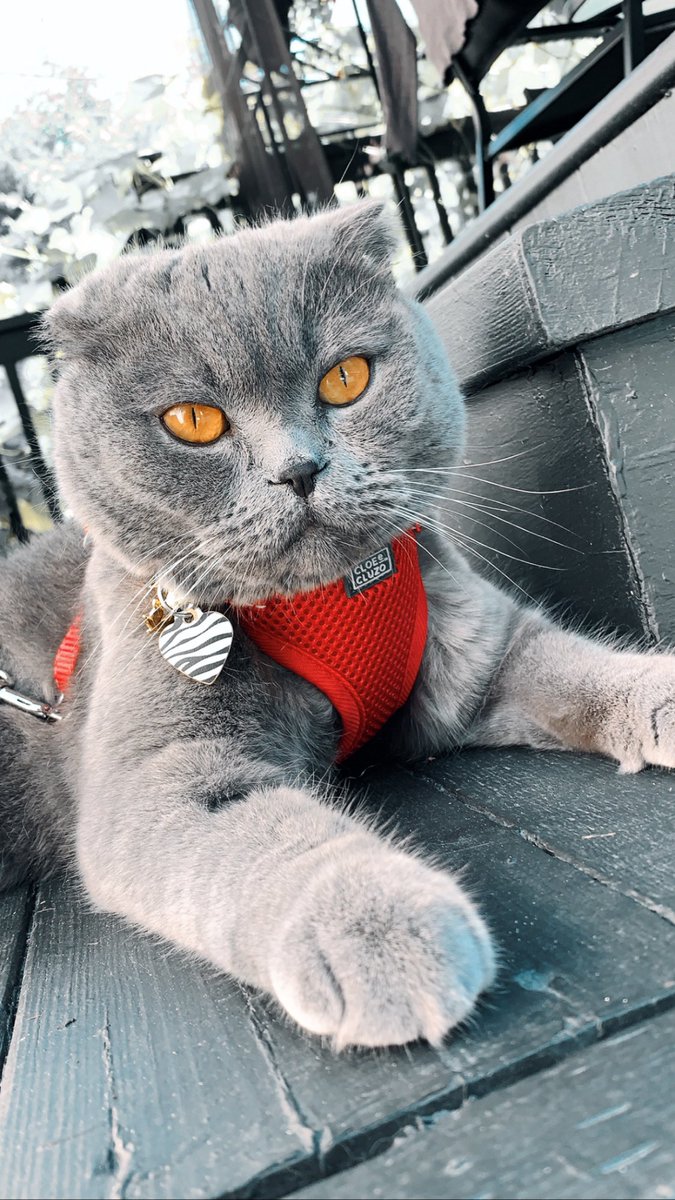 anaastea's tweet photo. we stan cats 🥺🤍 also what a dream to have 13 😭💗💗 here’s my baby, lol i’m probably going to spam cat photos hehe https://t.co/Kf6AuSIide