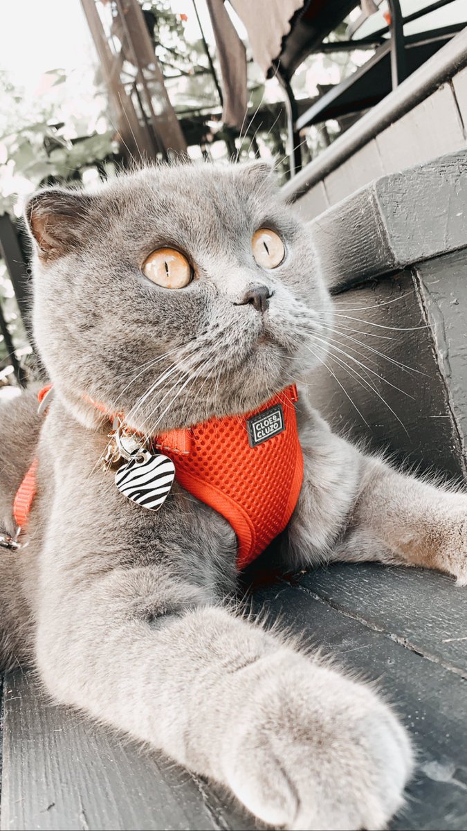 anaastea's tweet photo. we stan cats 🥺🤍 also what a dream to have 13 😭💗💗 here’s my baby, lol i’m probably going to spam cat photos hehe https://t.co/Kf6AuSIide
