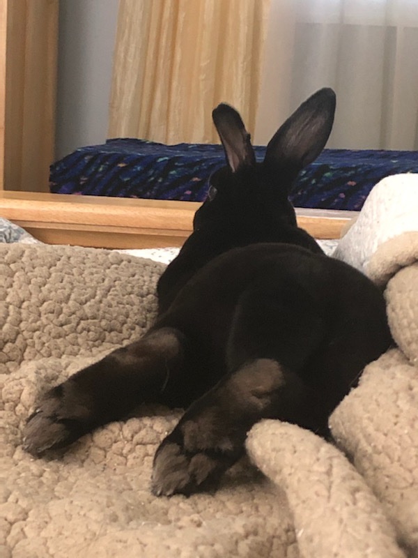 Watching the <a href="/PGAChampionship/">PGA Championship</a> 2020 with Asher bun bun! #bunny #rabbit #PGAChampionship #pgachampionship2020 #PGA #PGAChampionship2020LIVE #golf