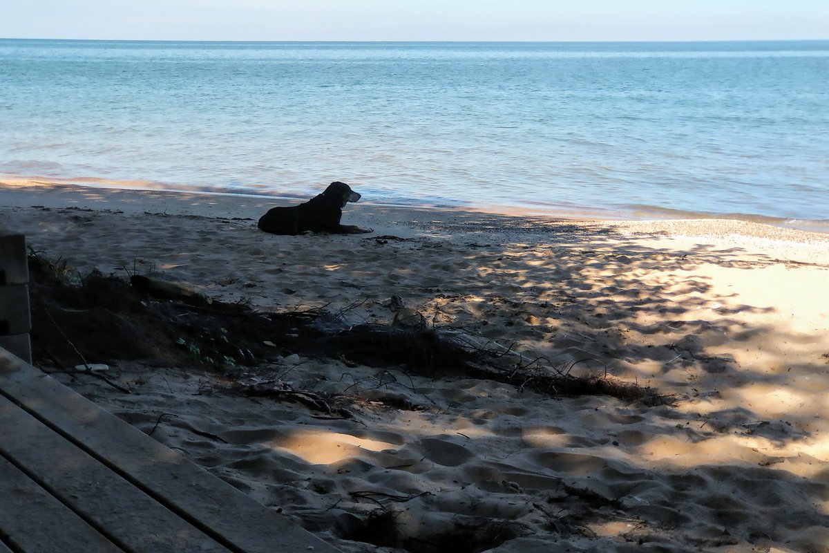cathmiller01's tweet image. Deep in thought.

#islanddog #peleeisland #deepdogthoughts