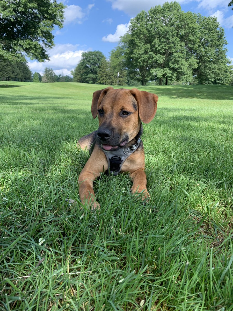 LKmorg14's tweet photo. Our newly adopted pup Midge made her @SchuylkillCC debut today to watch some club championship matches! Beautiful little girl on a gorgeous afternoon @LinksGems https://t.co/5PqRyZpHSo
