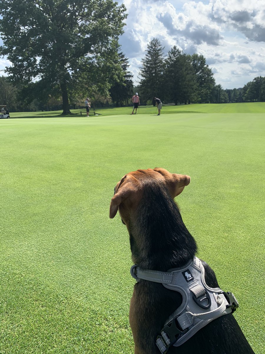 LKmorg14's tweet photo. Our newly adopted pup Midge made her @SchuylkillCC debut today to watch some club championship matches! Beautiful little girl on a gorgeous afternoon @LinksGems https://t.co/5PqRyZpHSo