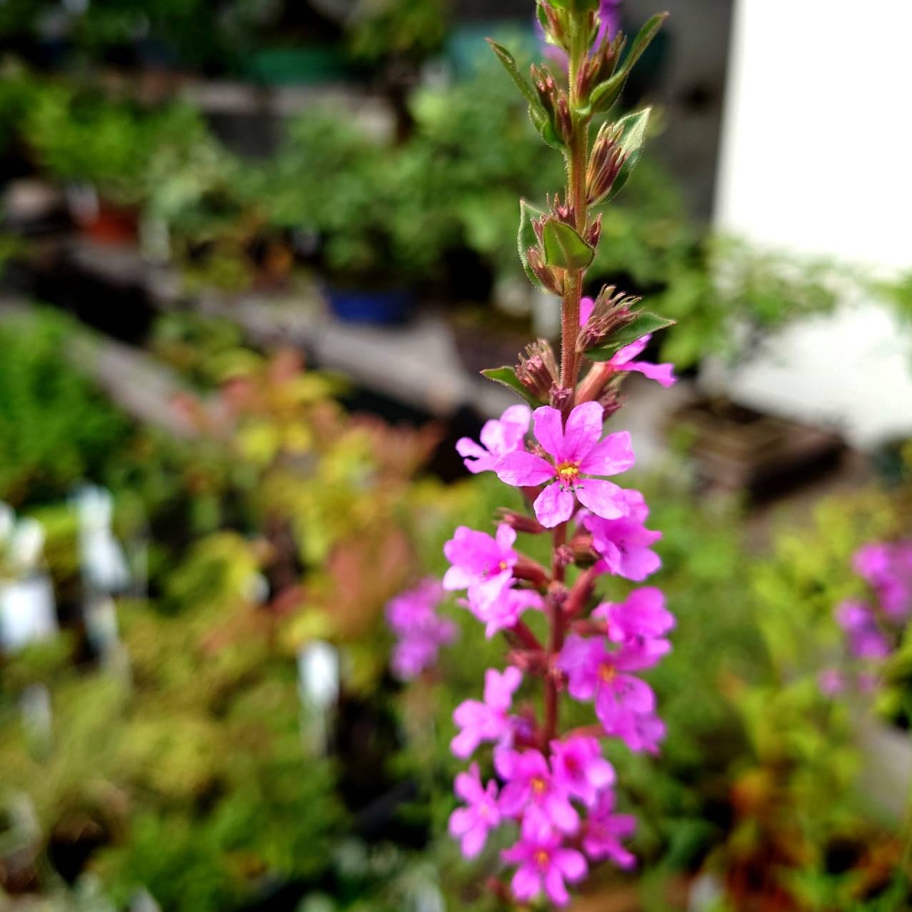 盆栽清香園 スタッフホリベ 8月9日 日 お盆が近いので お盆の花 ミソハギ を 苗で販売しています ミソハギ お盆の花 盆花 T Co 0gtmg8vitn Twitter