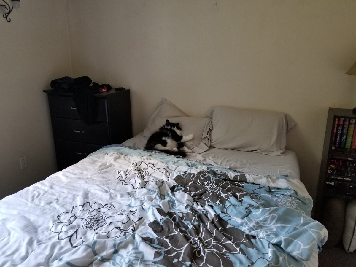 RuckusAmungus's tweet photo. 😹Sorry my #Caturday submission is late! As you can see, I've been Busy Celebrating #InternationalCatDay 😹#flooflylicious #DIVA 
#CatsOfTwitter #TheFurrRealStruggle #SaturdayMotivation #SaturdayMood #saturdayvibes #TuxiesRule https://t.co/ss3merj9pH