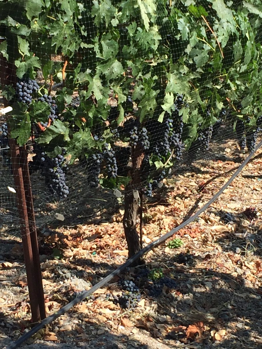 Debra Johnson MD tweet media