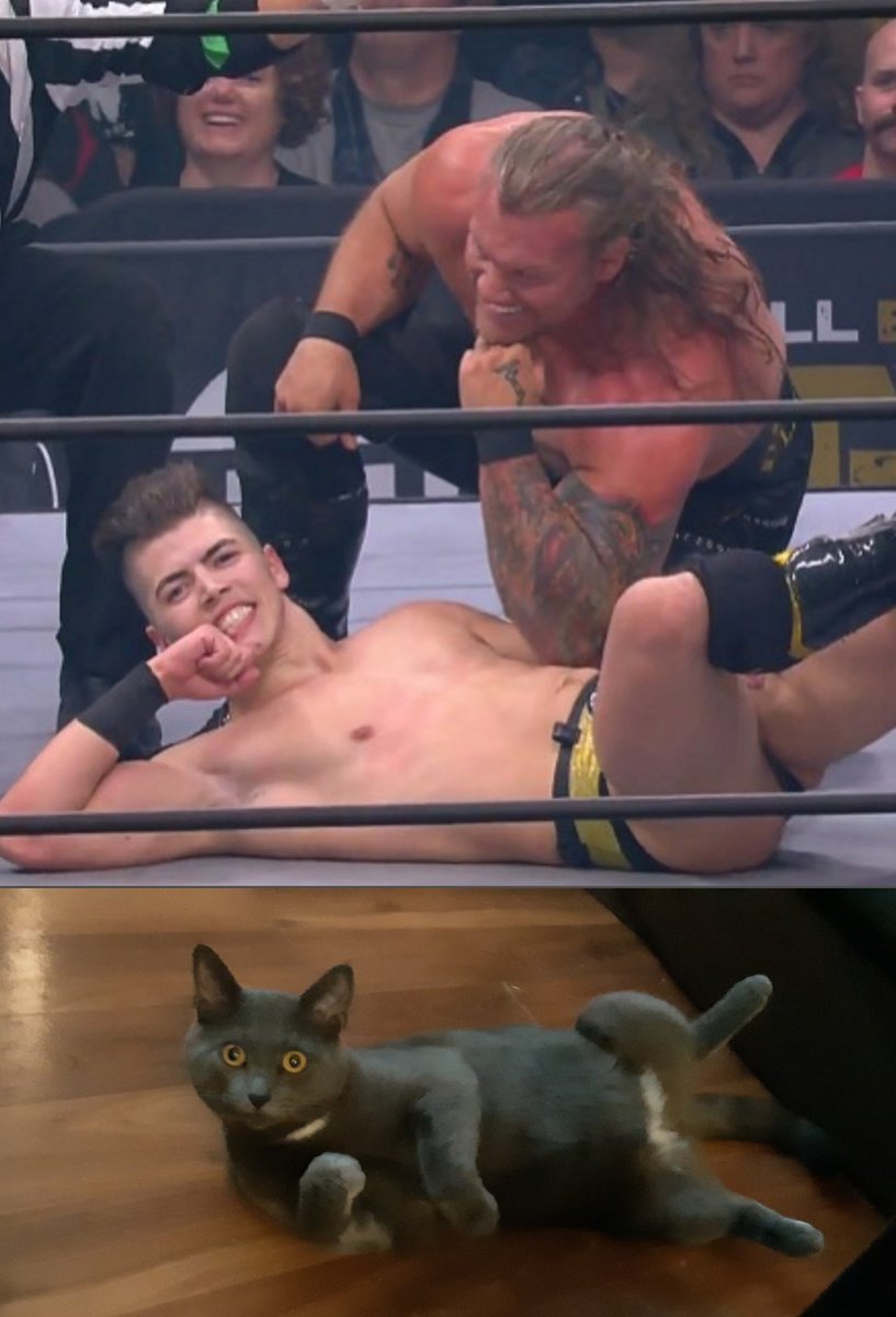 This is Hank. Hank watches wrestling. I think <a href="/sammyguevara/">Sammy Guevara</a> , you're having an effect on him 😆 #InternationalCatDay