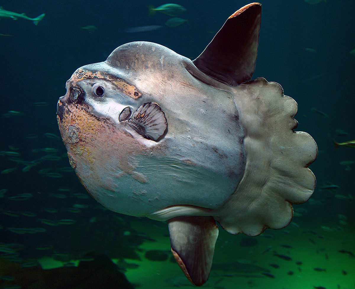Vaience バイエンス Vaience豆知識 マンボウはプランクトン プランクトン というのは 浮遊生物と言う意味で 泳ぐ力が弱く 自力で水流に逆らって泳げない生物を指します そのため 成魚になっても泳ぐ力が弱いマンボウはプランクトンと言えるのです