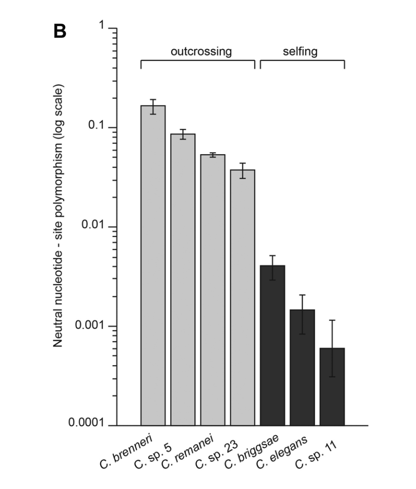 From  @c_braendle  @asherdcutter et al. we suspected tropicalis had little genetic diversity, and knew it was especially prone to locale-structured outbreeding depression. From  @Fierst_Lab  @granex et al. we knew genome shrinkage was most extreme of the 3 selfers.