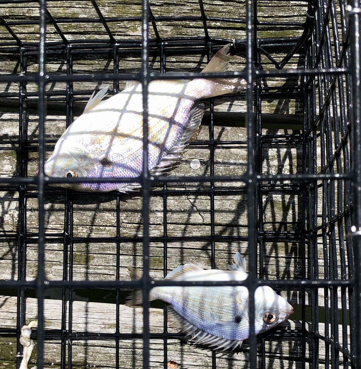 NoLimitsCharter's tweet photo. Crab trap is becoming a bait fish trap! #crabtraps #crabbing #pinfish #whatthefin #seewhatsoutthere https://t.co/s4W3IazImc