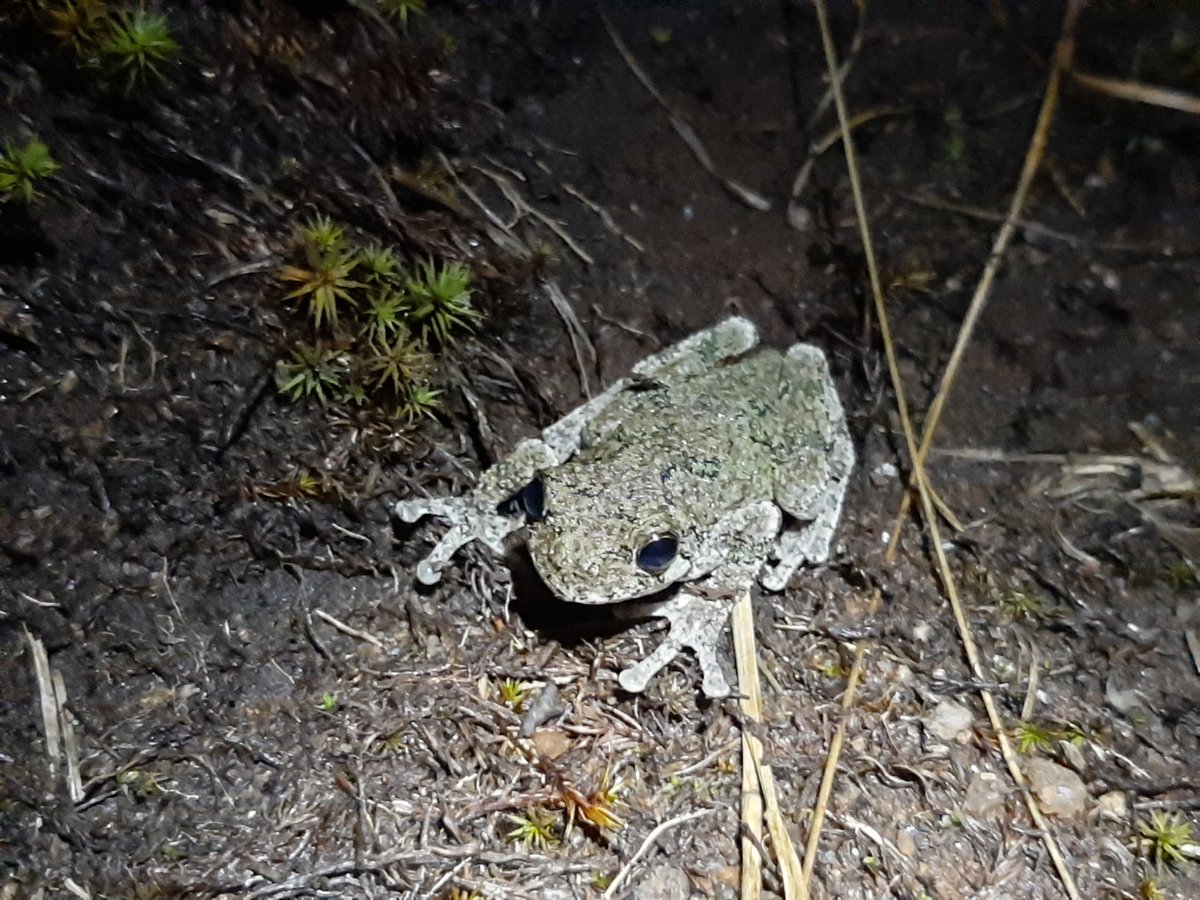 Frogs. Green, leopard and tree