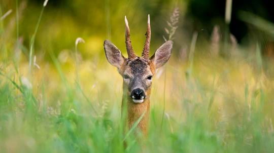 vr_voyage's tweet photo. #UffmoorWood

#Muntjacdeer: we saw them!

The muntjac is a small deer, growing up to 52cm high at the shoulder. They have a light red-brown fur, apart from their stomach which is creamy white. https://t.co/cyaHcC97L7