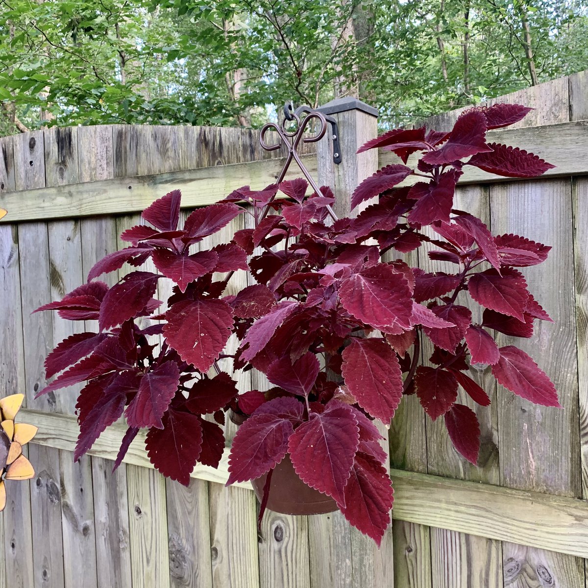 tracy_woods_'s tweet photo. I’ve had so much fun this year with this #AASWinner - Main Street Beale Street Coleus. I have it in 4 different containers/locations. It has grown equally well in mostly shade to nearly full sun. The deep red color has remained lush all season. https://t.co/A7juzF4ydU https://t.co/EzVNFlqonF