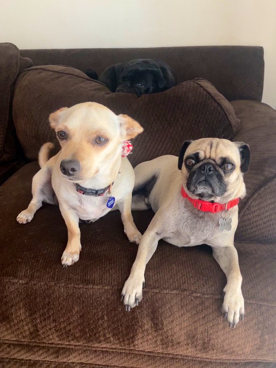 Chilling with my squad <a href="/pizzathepug/">pizza</a>