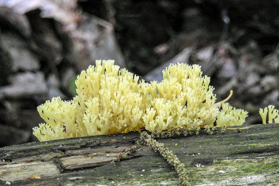 explore_ohio's tweet photo. Charles F. Alley Memorial Park
https://t.co/Fj9VqIhJmA

#charlesfalleymemorialpark #naturepreserve #ohio #exploreohio #ohiooutdoors #hiking #lancaster #nature #fairfieldcounty #centralohio #NaturePhotography #fungus #fungi #mushroom #lancasterohio #AlleyPark #coral https://t.co/j3k2Mhie3S