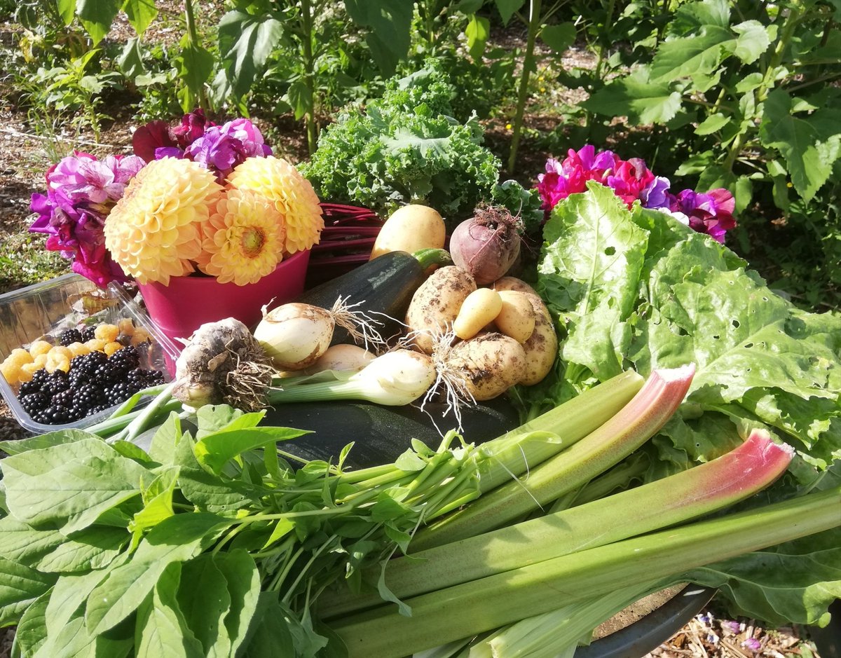 MashiriAletheia's tweet photo. Lots of tending and harvesting of veg at #RonsPlot community allotment garden. Big thanks to those who've contributed in volunteering your time or offering donations during lockdown to keep things going. #wellbeing #growyourown #organic #Hitchin https://t.co/3RLCUQa0OO