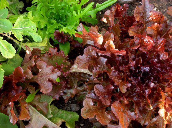 Texasgardener8a's tweet photo. Fall and Winter Vegetable Gardening in North Texas, #Zone8a #vegetablegardening #vegetable #veggie #gardening #gardener #growyourown #growyourownfood https://t.co/WtKsSHmZFU https://t.co/xXRQBKgEAE