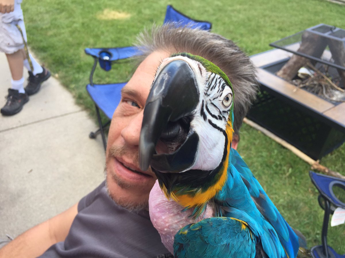 featheredfam's tweet photo. Pretty boy #parrot #parrots #macaw #macaws #adopt #bird #birds #summer https://t.co/RRzyx7Q5on