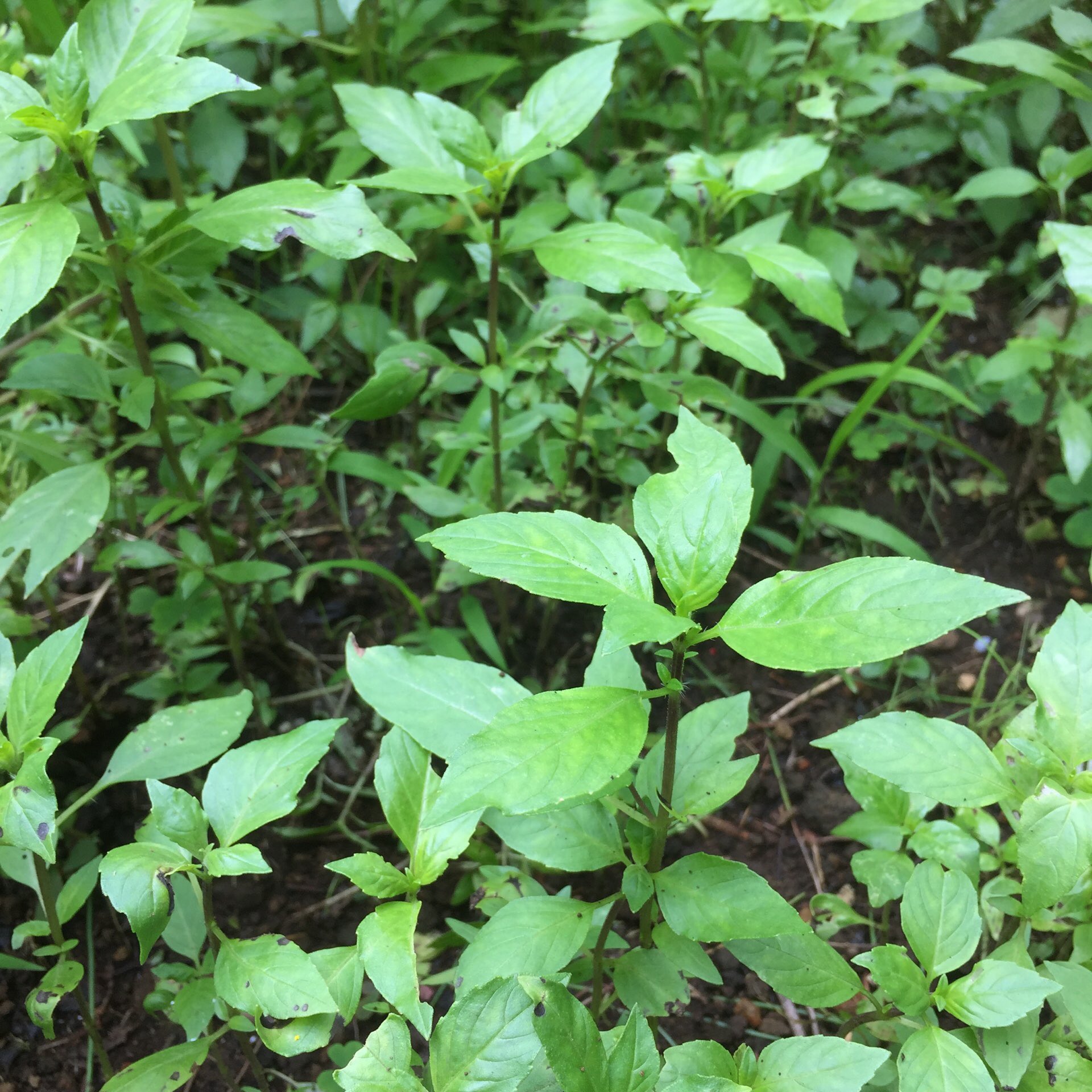 自然菜園たるひ 聖なるバジル ホーリーバジル トゥルシーとも言う スイートバジルより薬草っぽい味です 雑草に負けず 順調に育っているようです コレでジェノベーゼ食べられます 花芽も美味しい ホーリーバジル トゥルシー T Co