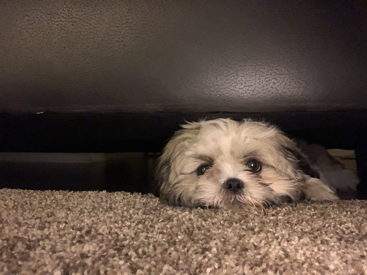 Myrahpanthee's tweet photo. Peek-a-boo
#shihtzu #doglife #dogoftheday https://t.co/5PkhuhbHOv