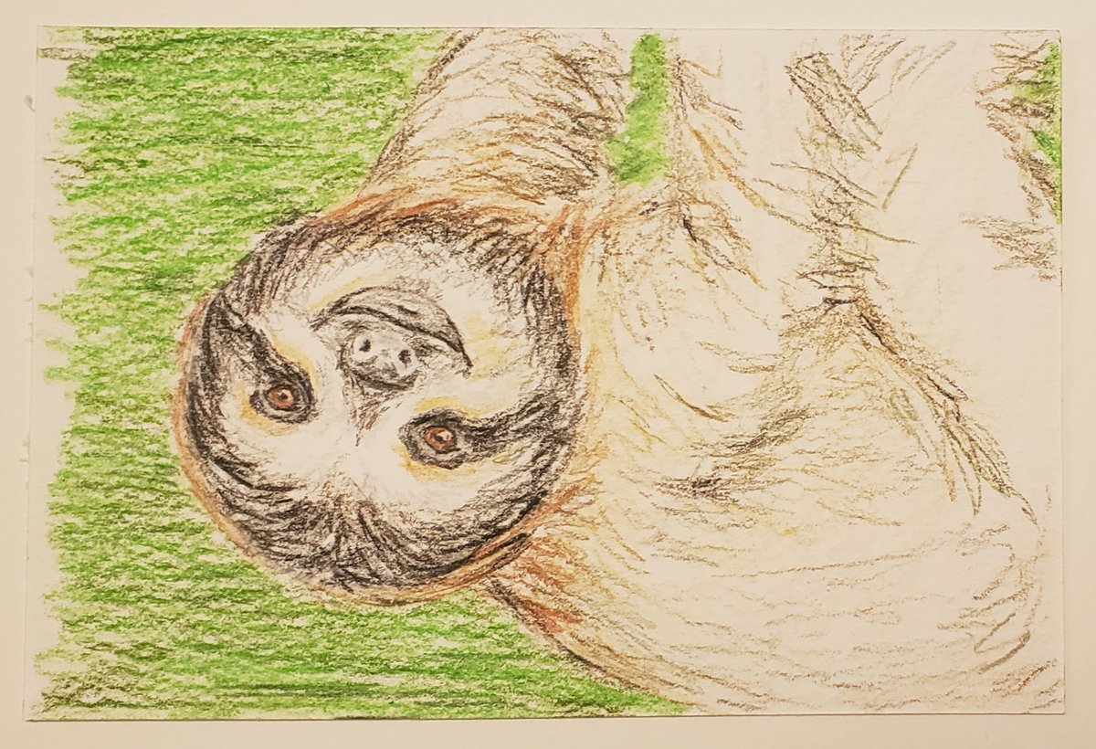 CrowPudgy's tweet photo. #dailyart #criticallyendangered #watercolour #Sloth #pygmysloth
#46 Pygmy Three-toed Sloth
Decided to share the "before water" version again to show what watercolour pencils behave like https://t.co/TKMaQpsPfN