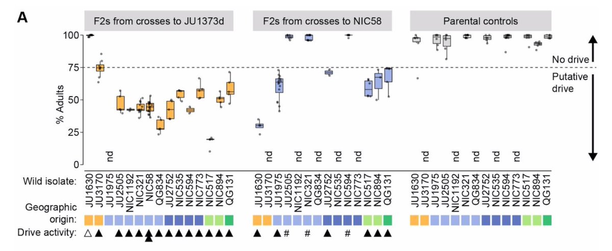 consistent with the maternal toxin, zygotic antidote model shown for 2 drivers in elegans by Hannah  @wormsrock,  @eyalbenda  @arburga with  @leonidkruglyak. They are widespread, sometimes segregating within populations, and are modified by mitochondrial and nuclear interaction.