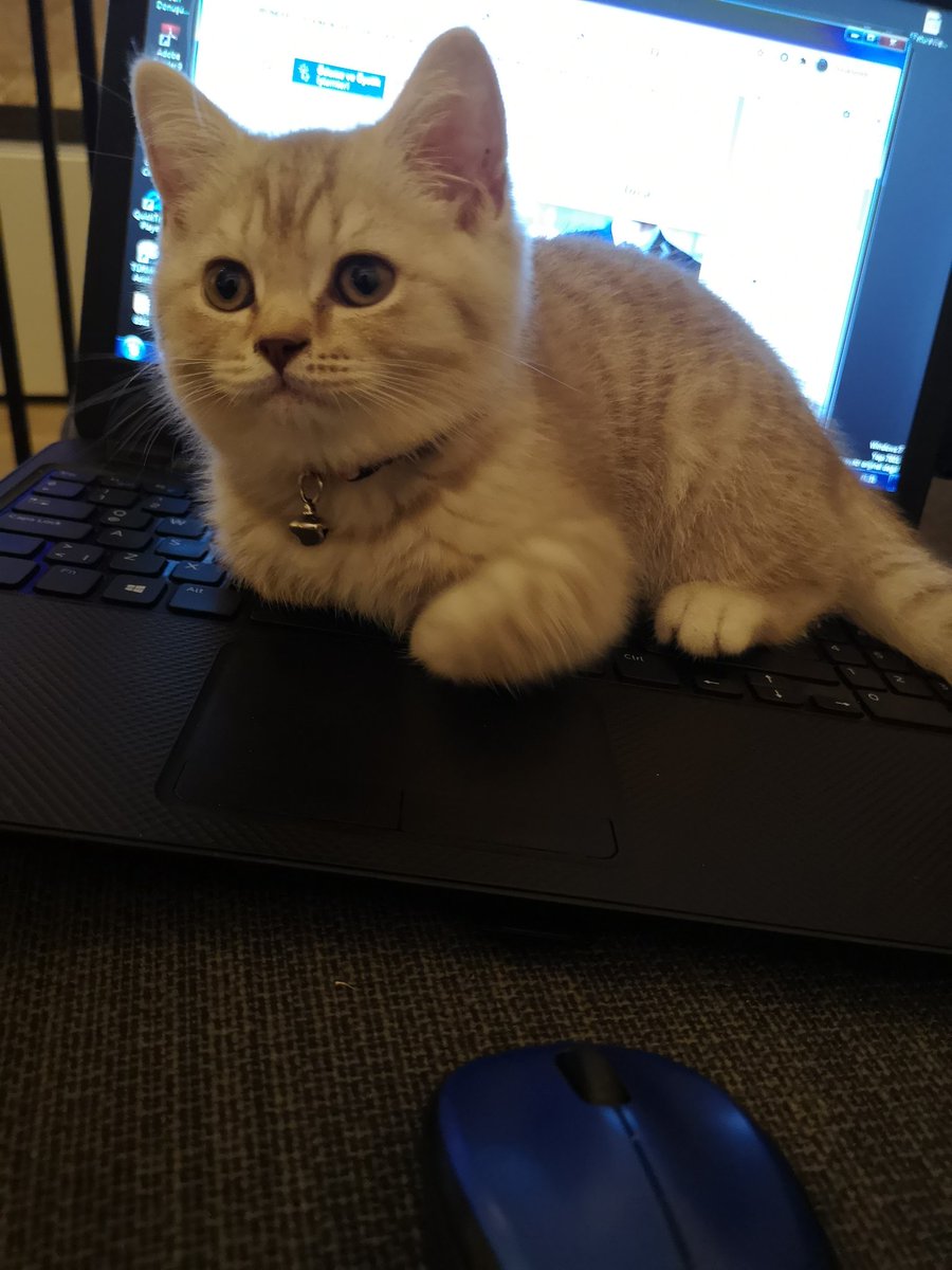 #DünyaKedilerGünü