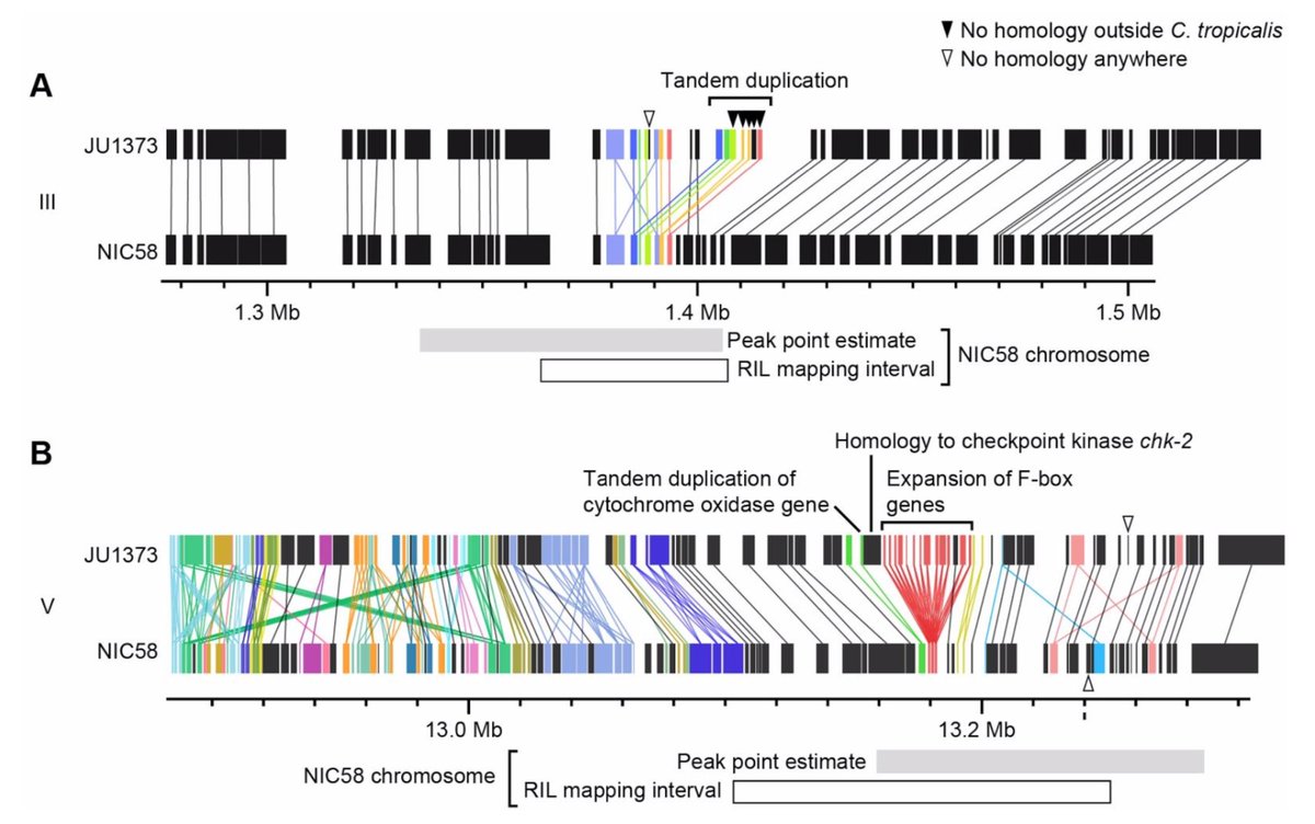 We haven't nailed down the genes, but both of the small intervals contain clear candidates in duplicated, or completely novel, genes.