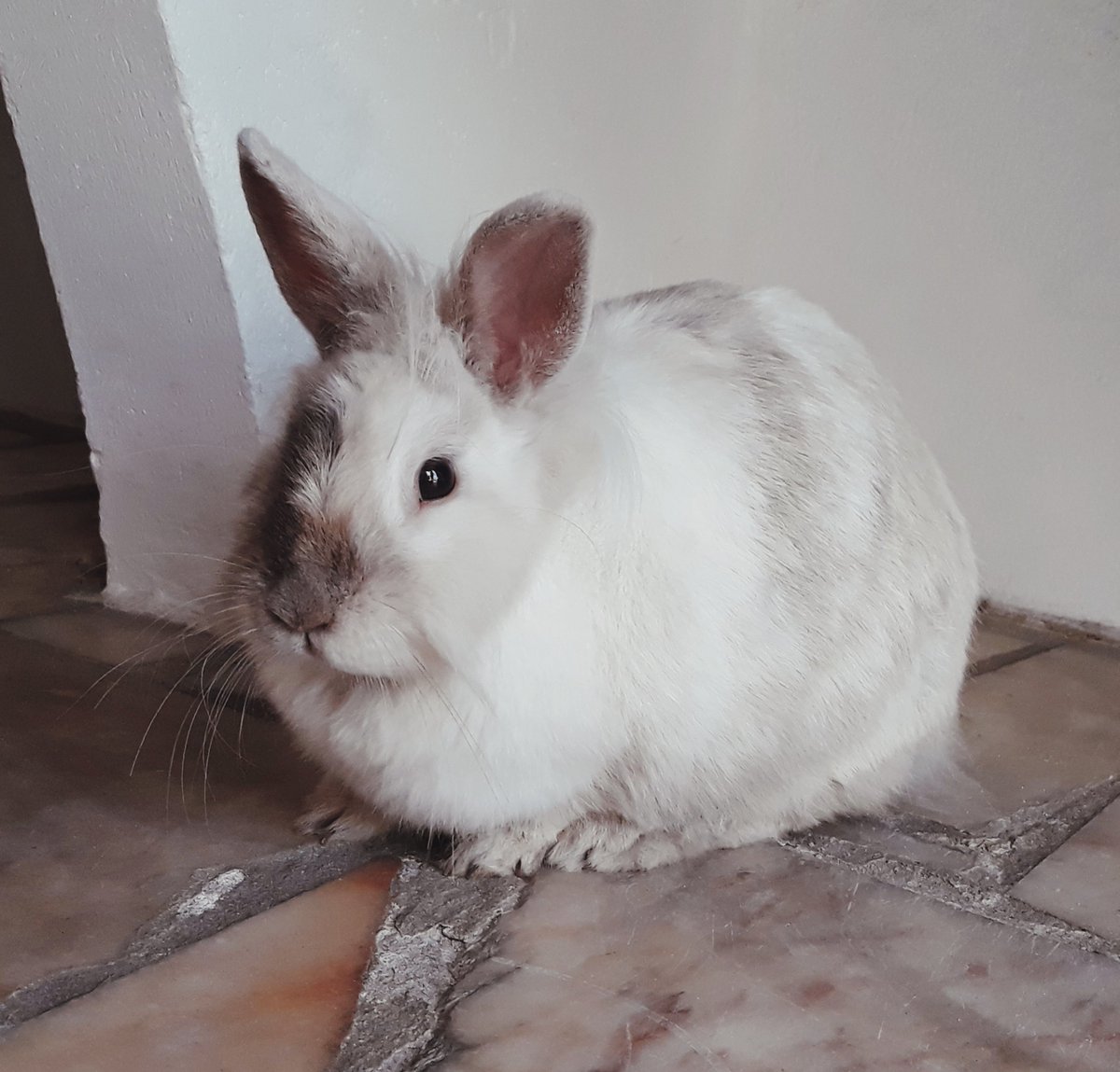 diana_therose's tweet photo. Behold Pixie, Queen of the Silkiest Fur 😭 #SoSoftIWannaDie

#bunny #rabbit #rabbitsofinstagram #grayrabbit #graybunny #dwarfbunny #cute #kawaii #animallovers #whiterabbit #whitebunny https://t.co/J9MrVlt2pZ