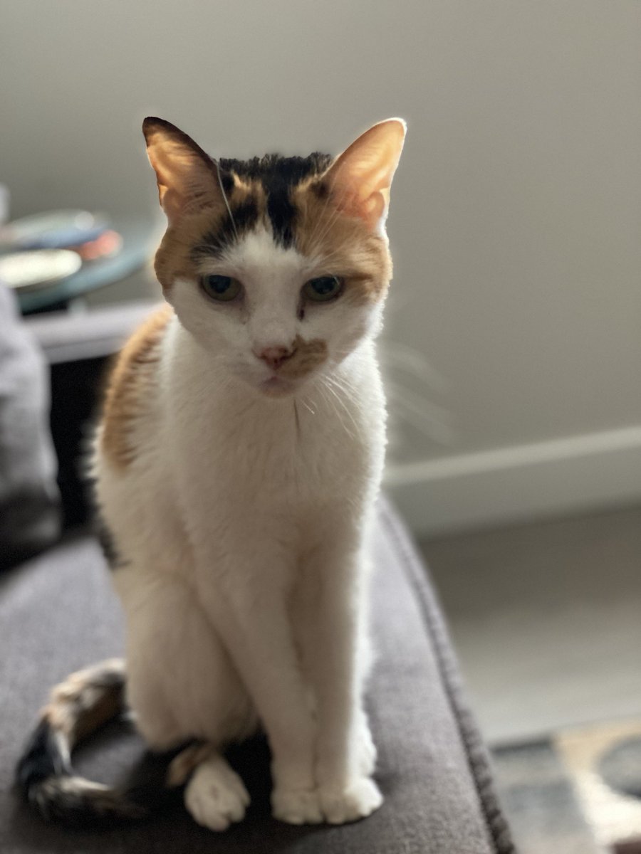 JDfromNY206's tweet photo. She looks at me with that face every morning ❤️ https://t.co/d88YdYbKNZ