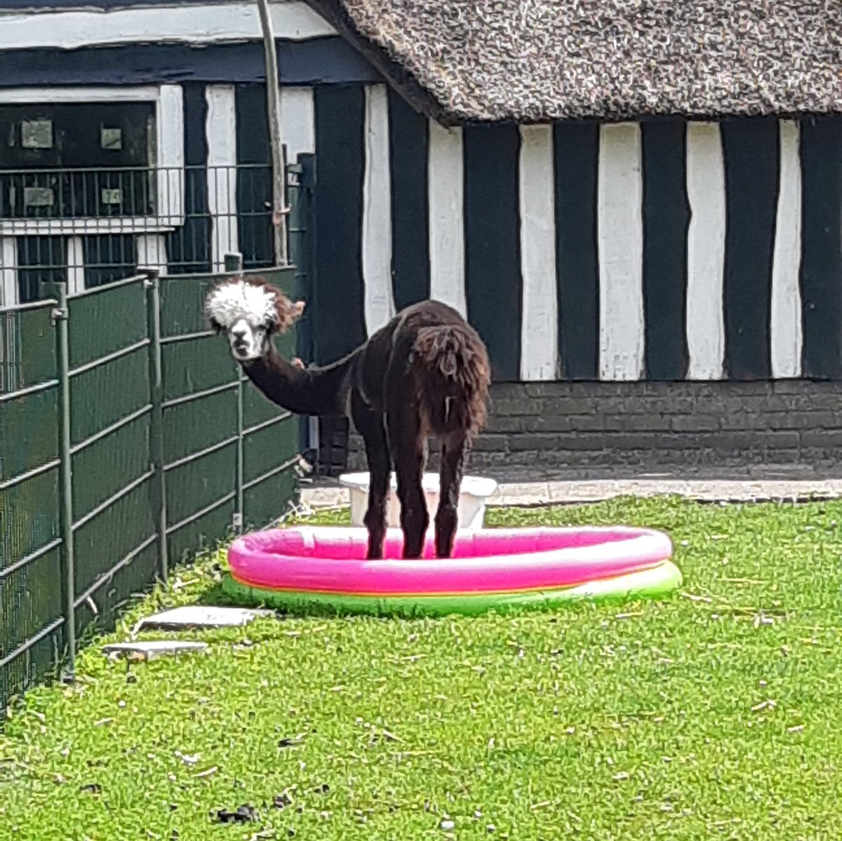 Ook de alpaca zocht het koele zwemwater op 😅