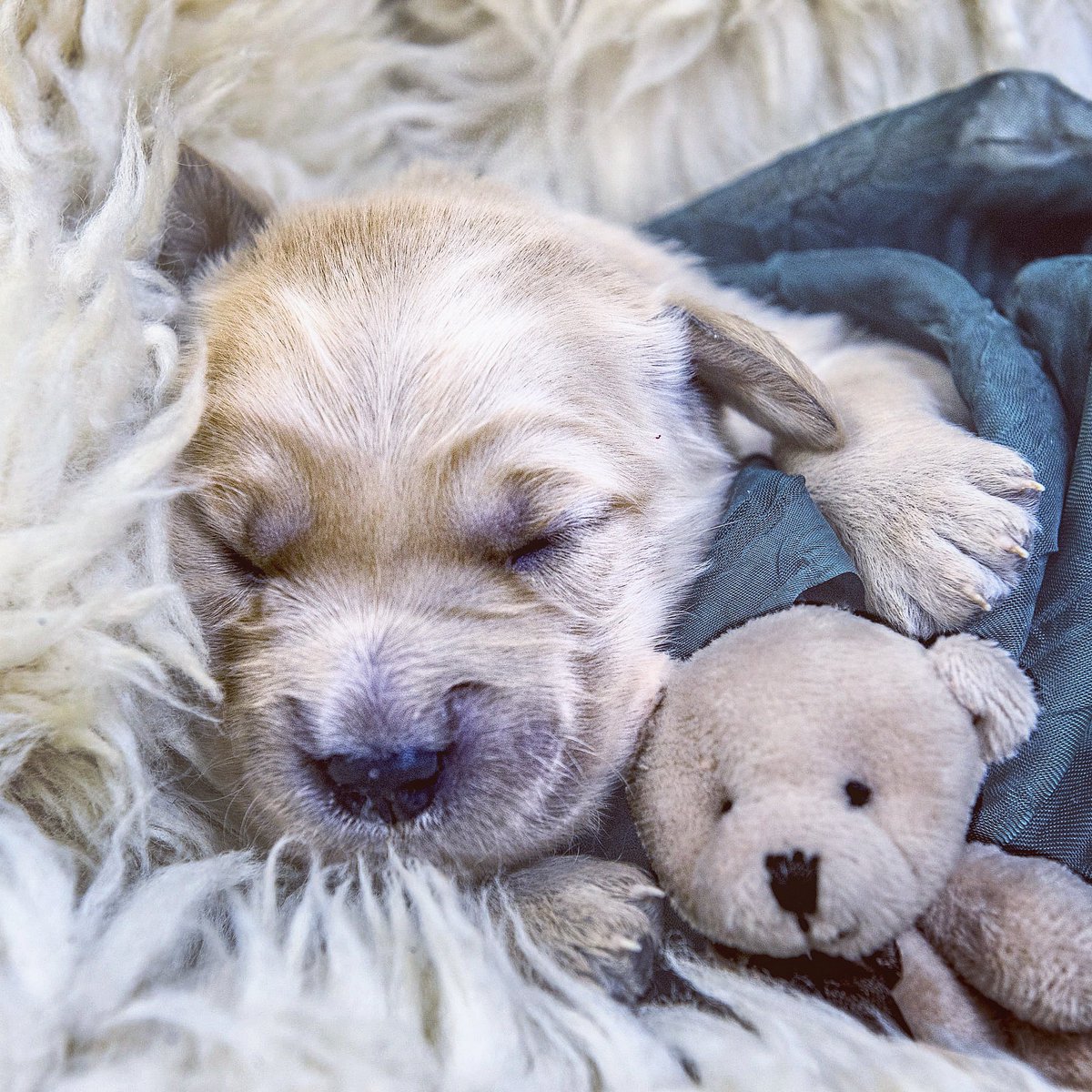 Finally the weekend 😴💤🐶💜 #heck #snuggle #snoozle #goodboy #tiredboy