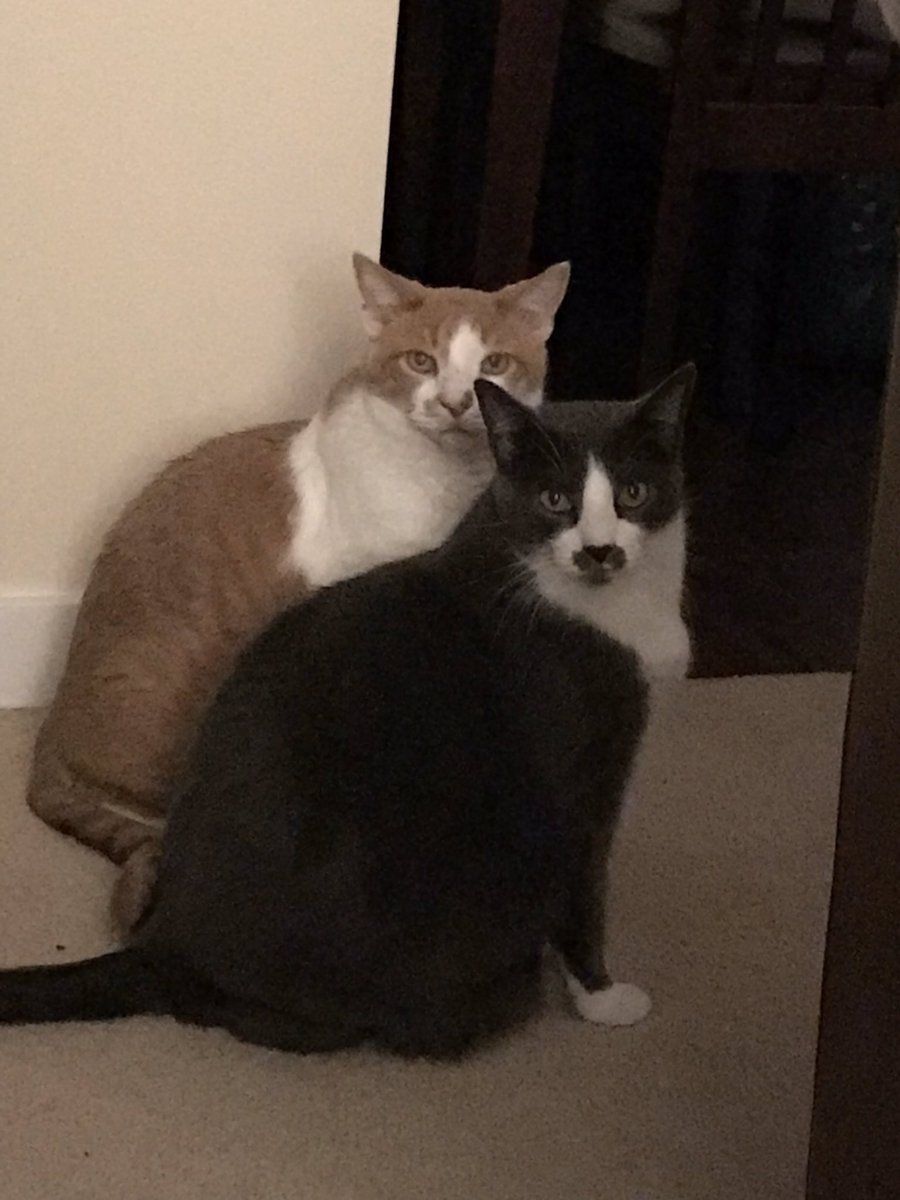 DreaCreative's tweet photo. Happy Caturday and International Cat Day! https://t.co/cveZ11FeZK