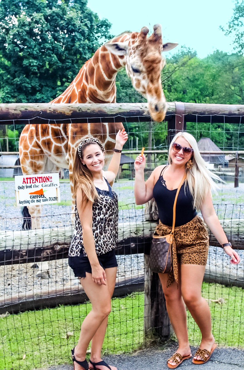 Another wild and wonderful time at our favorite zoo!!🦒🥕 Always fun to feed the animals— and this time we had our new little adventurer along with us! She loved seeing all the animals.💗 #westvirginia #wildandwonderful #giraffes #leopardprint #zoo