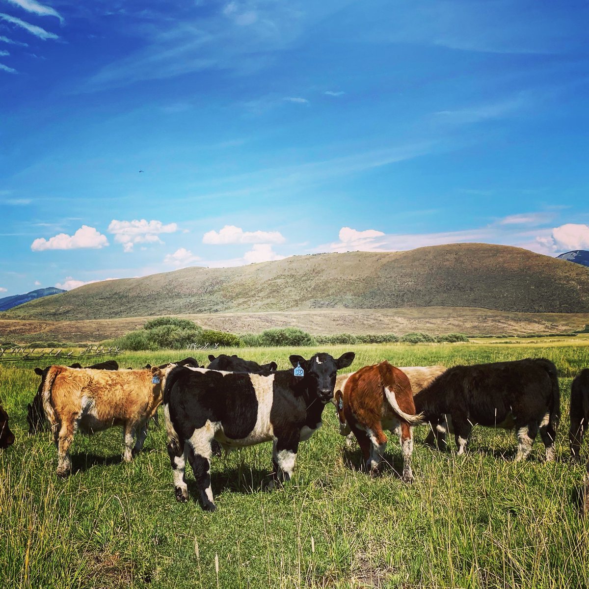 bushmancattle's tweet photo. We are not going to say the “best bunch we have ever raised” but it’s a good sign when your struggling to cap the sale! Calves are weaning and will start sale prep next week! Stay tuned our social media feeds are about to come back from summer break! #clubcalves #lotsofcolor https://t.co/Jst2pWWxXq
