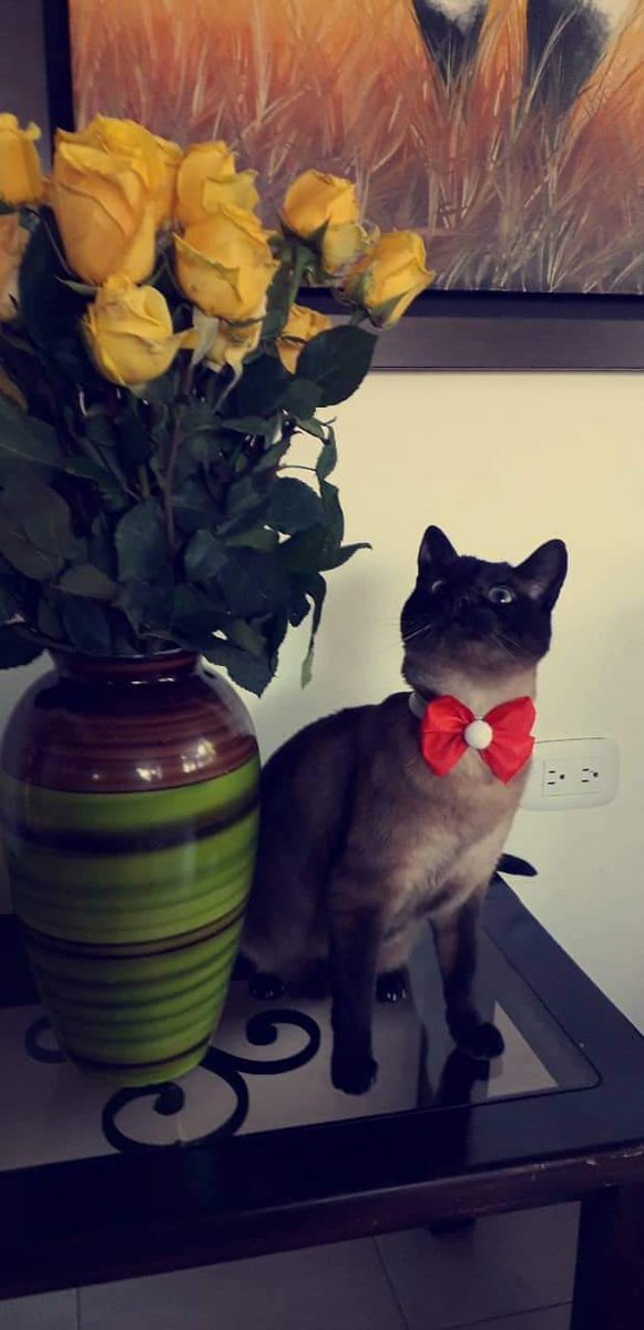 Si has visitado Fundafe conoces a Monocuco, importante integrante del equipo #WorldCatDay #worldcatsday #DiaInternacionalDelGato #diadelgato 

instagram.com/stories/fundaf…