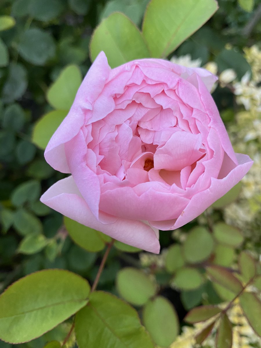 Today we reflected on a time without our first humin and grandpaw Toddy. We miss him so dearly. He was a great influence in so many life’s.  We know he’s somewhere watching over all of us.  So we are sending kisses and hugs to anyone who needs one. #toddyshug