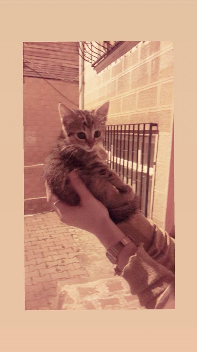 #DünyaKedilerGünü 🐈❤️