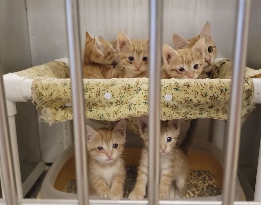 idiotpeach's tweet photo. Hi this is random but:

If you live around Dallas the Greenville County shelter is at maximum capacity of kittens and cats and they need to be adopted!! If you’re interested in adopting please go look!! This is a kill shelter and they need help :( https://t.co/8FDSpp9BOd