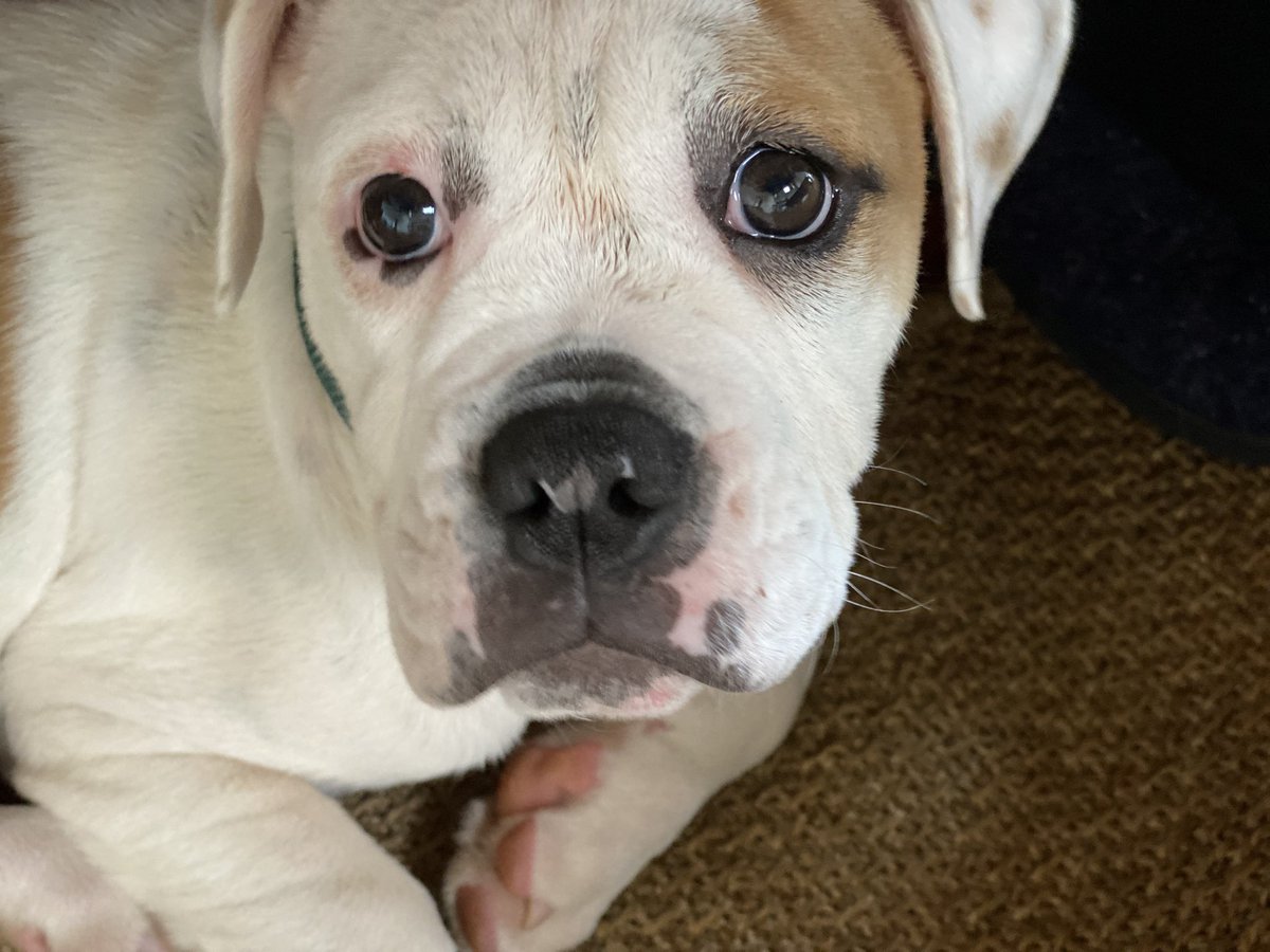 Morning face #dogsoftwitter #Bulldog #puppylove