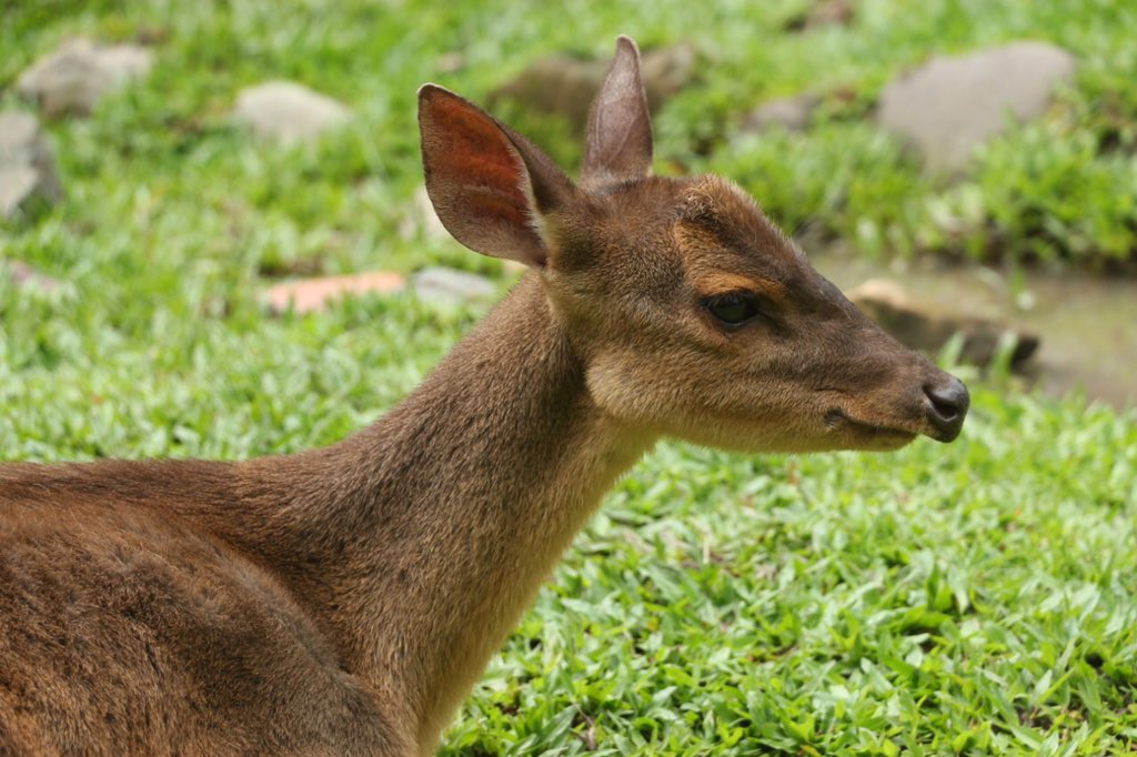 BiopOcarros's tweet photo. #HoraDeAprenderConBioparque |🍃
¿Sabías que estos venados son excepcionales nadadores💦? 🦌su pequeño tamaño le permite deslizarse a través de la densa vegetación🌳 y nadar fácilmente para escapar del peligro⚠️🌿
Venado Colorado(Mazama Americana)
#Fauna #MazamaAmericana #Vidat https://t.co/C4jUAjQWJK