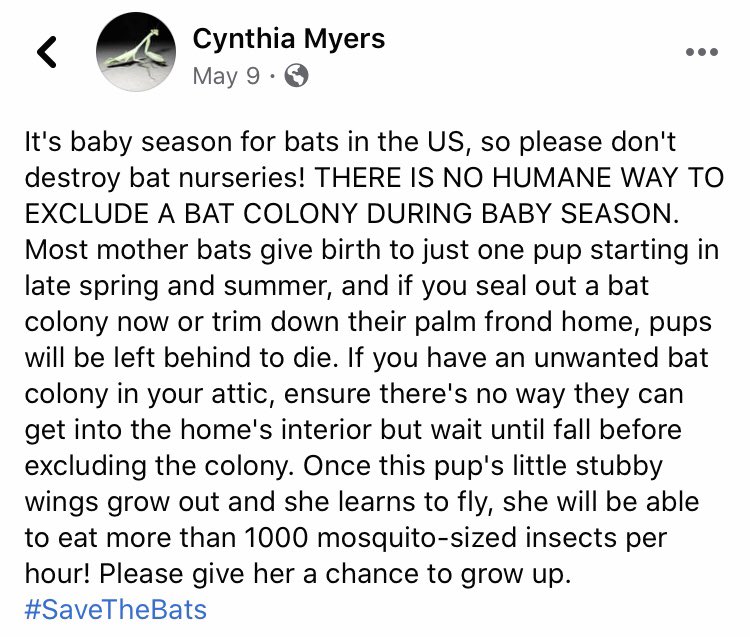 Lady_Falcon_'s tweet photo. #SaveTheBats🦇 https://t.co/5qHRHA3qnC