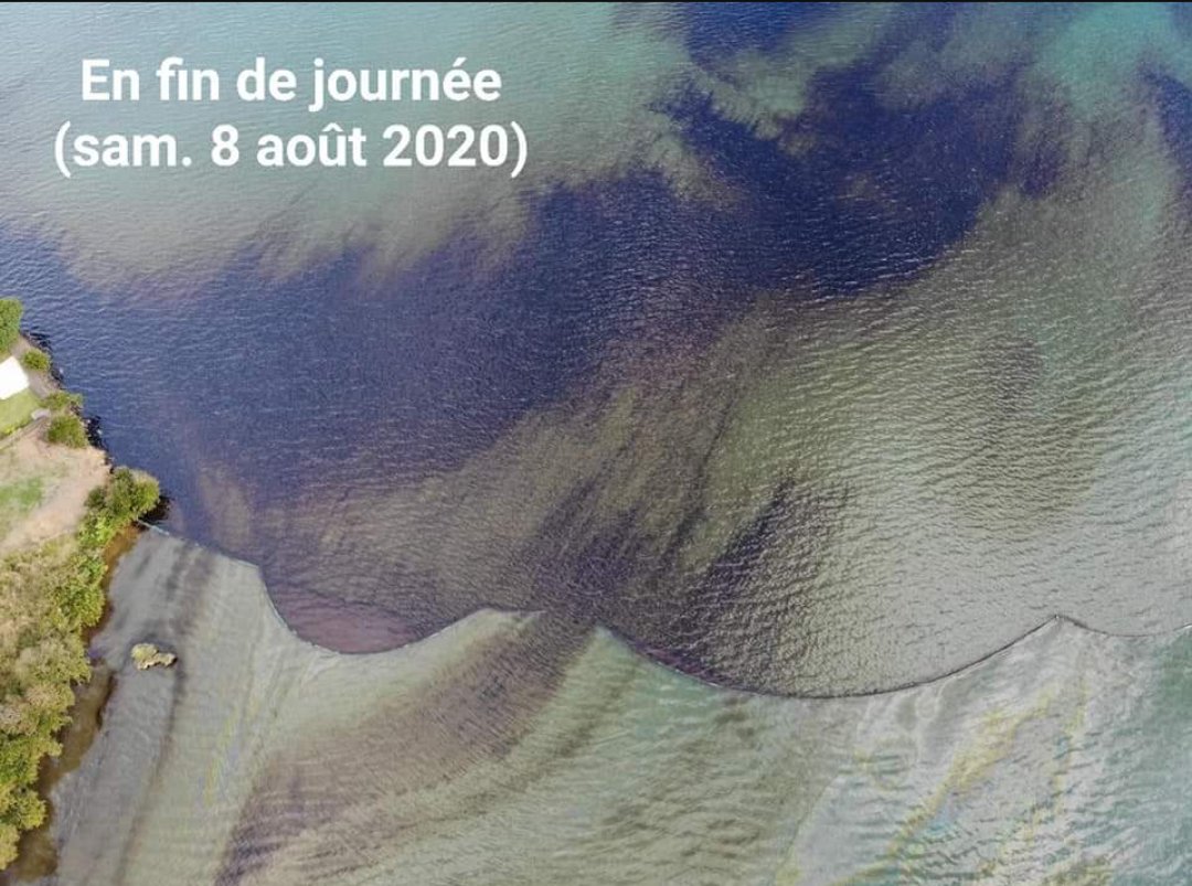 The natural boons, stuffed with fibres and human hair, appear to be working!! This is the silver lining that I will be desperately holding onto. I am so proud of my fellow Mauritians who, unlike our government, walked the talk and helped protect our lagoon. #MauritiusOilSpill