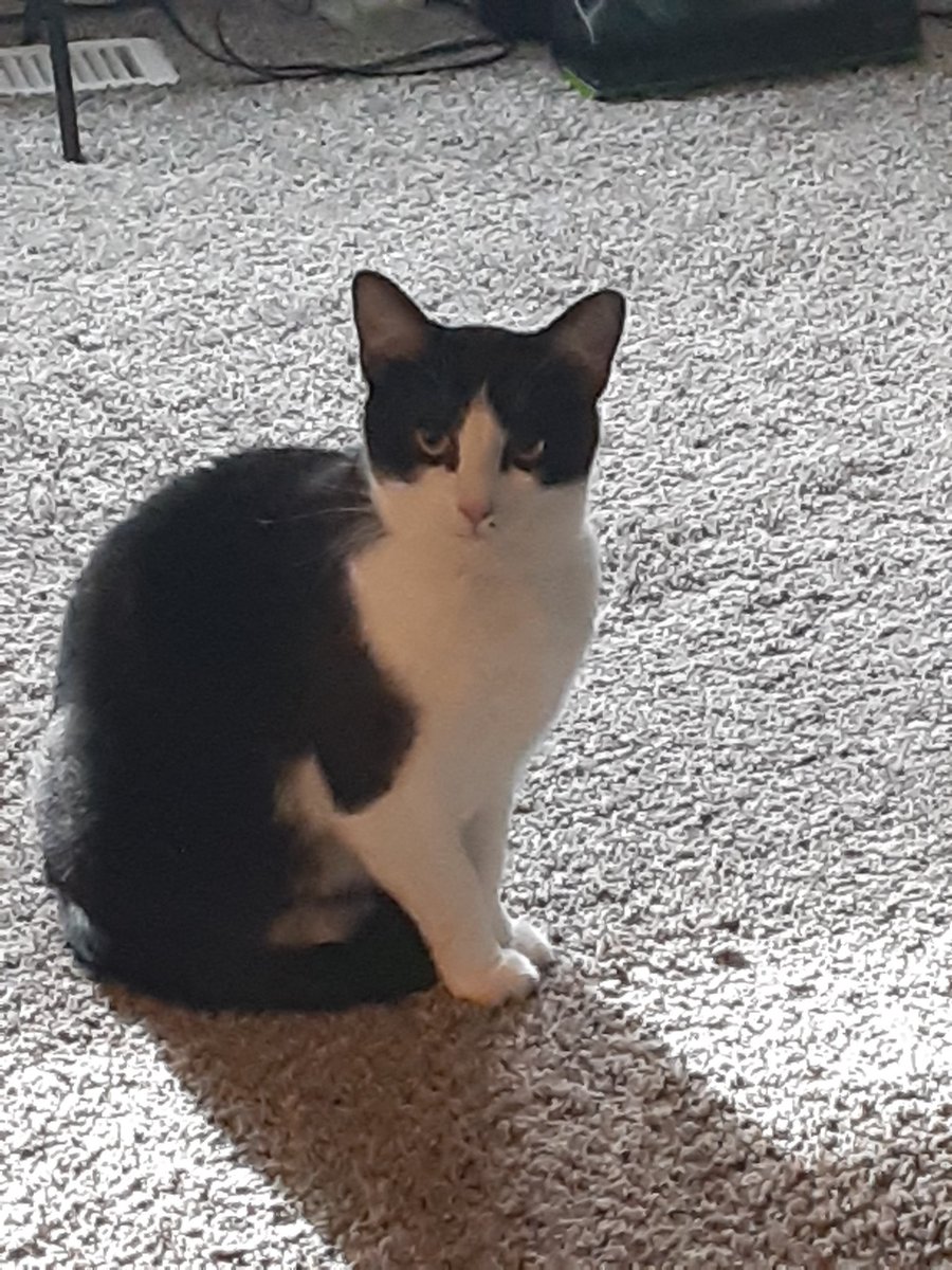 Torkins88's tweet image. This look breaks me. Its how my girl kitty princess shadow monroe  looks at me when i talk to my #fluffstuff Castiel.
She is very mad at me.