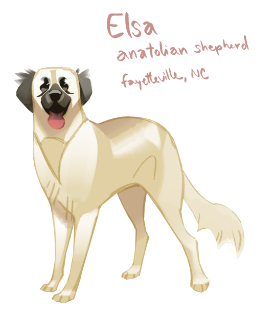 Today's  #doggust is adoptable  #anatolianshepherd named Elsa! She's in Fayetteville, NC and loves walks and car rides  https://www.petfinder.com/dog/elsa-48665475/nc/fayetteville/for-our-underdogs-refuge-nc1093/
